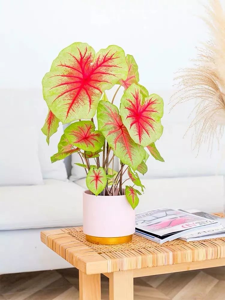 94种常见唯美观叶植物,会开花的绿色硬叶植物