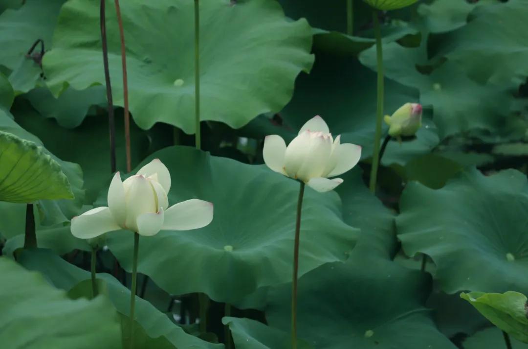 观福建农林大学的荷！赏尽一池清趣