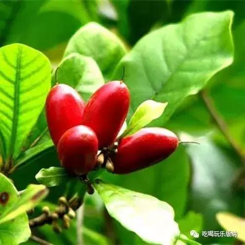 西双版纳这些奇特的水果,作为吃货的你都吃过哪些