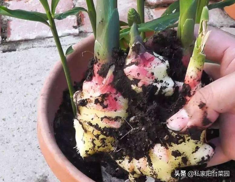 阳台种上辣椒和生姜，不用出门买，随摘随吃