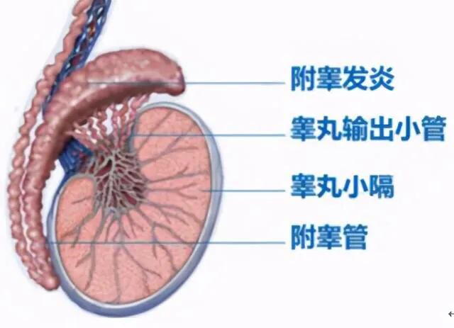 男性健康日应该准备什么,全国男性健康日