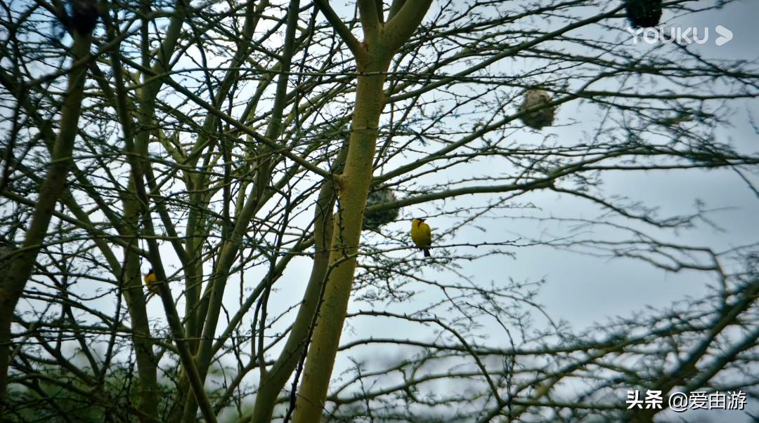 《猎狐》行动,200万能在非洲挥霍一生吗?