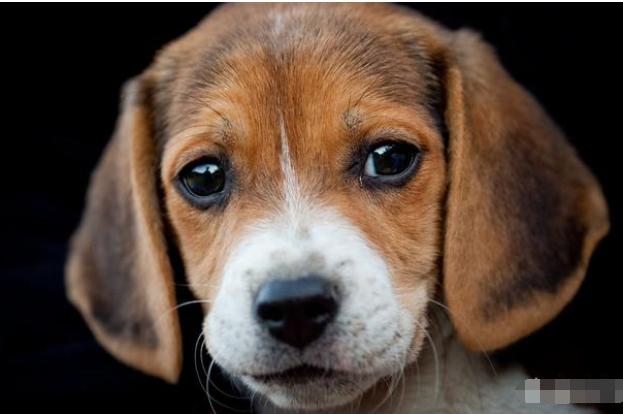 成都人一般说方言还是普通话,重庆话与成都话到底区别有多大