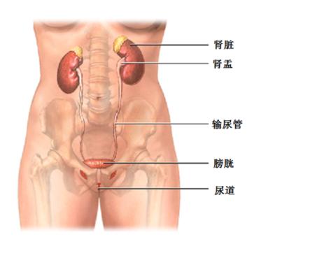 女性尿频尿急尿不尽怎么调理,女性尿频会引起不孕吗