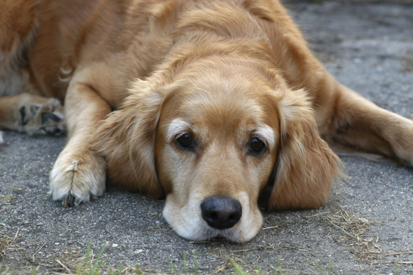 狗狗吐黄水拉不出来怎么办,狗狗吐黄水精神不好怎么办