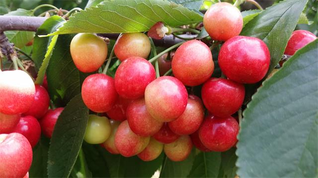 北京四季青西山采摘观光园,尽享采摘时光