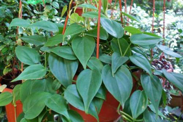 带心形的植物有哪些,最常见的心形植物