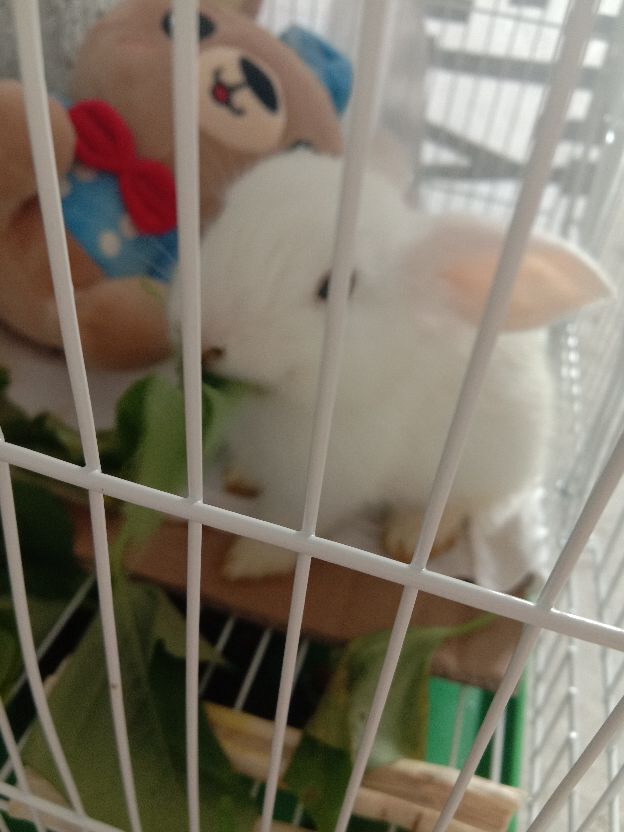 兔子为什么不睡觉,兔子为什么不下蛋