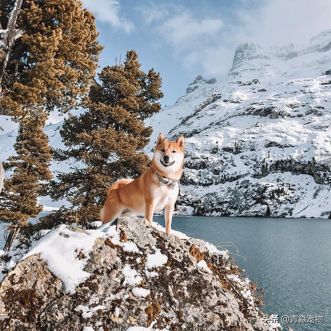 狗狗疫苗反应有哪些,狗狗打脱敏针影响疫苗反应吗