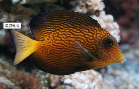 十大最好看的观赏鱼图片大全,十种最漂亮的观赏鱼图片