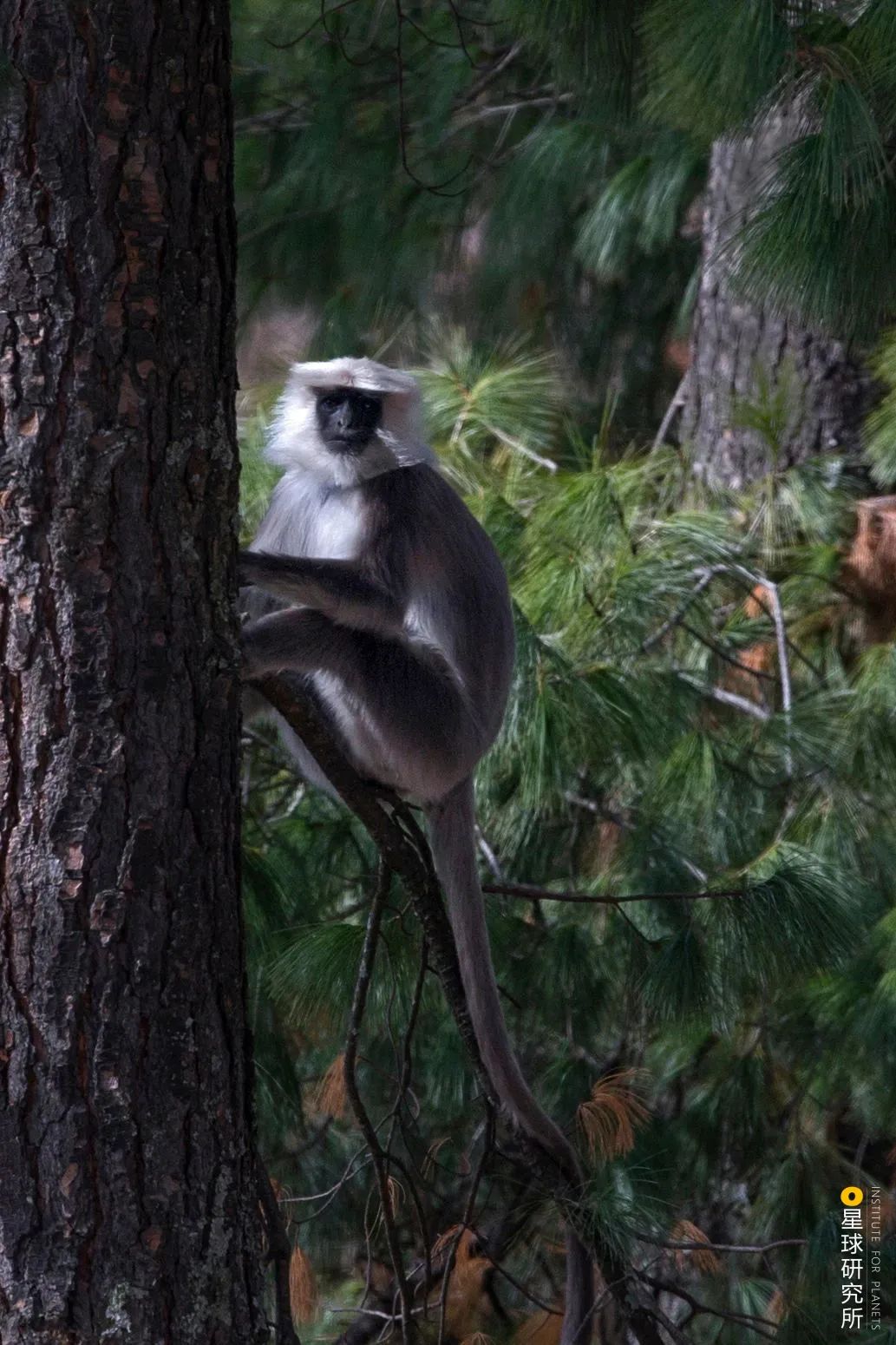 伟大的喜马拉雅山歌曲,喜马拉雅山脉全景图片及山名