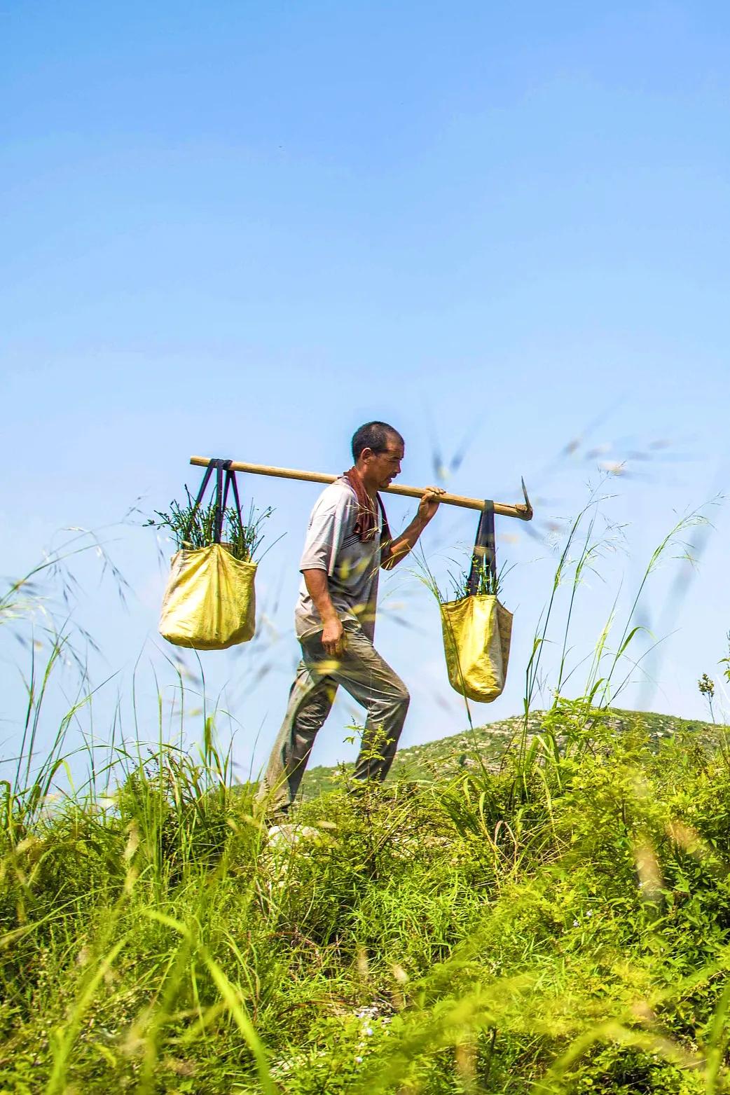 中国植树造林成果国外有什么看法,植树造林改造沙漠
