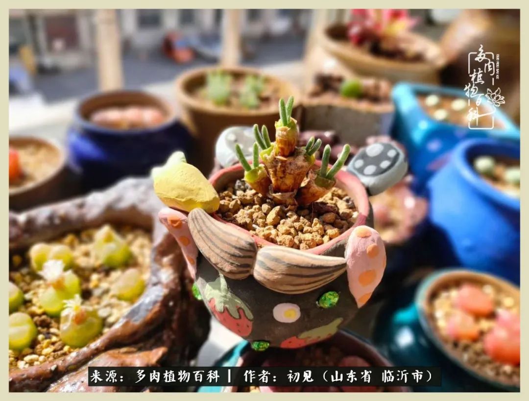 和多肉植物相伴,和多肉相处的心情