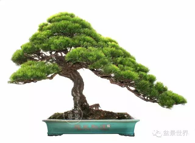 松树盆景经典大片,大斜杆式盆景得金奖作品松树
