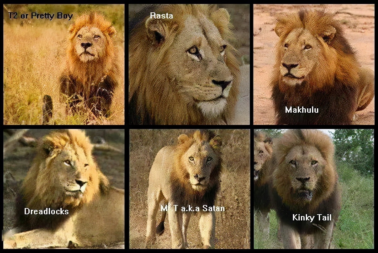 马赛人单挑非洲雄狮,狮子为啥惧怕马赛人