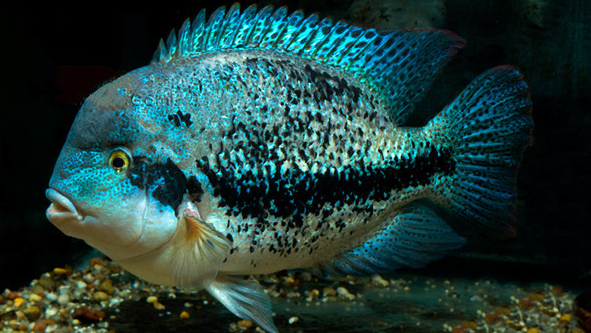 慈鲷品种,慈鲷类型