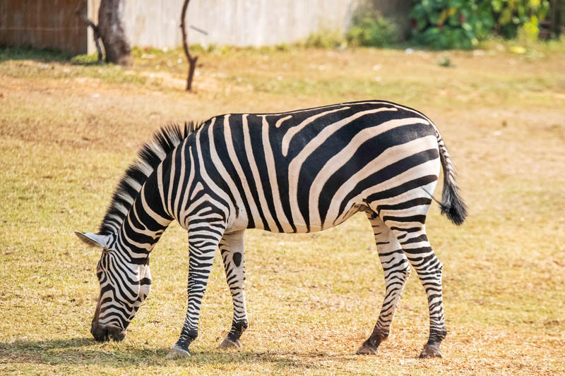 玩转广州长隆野生动物世界之行,广州长隆动物世界游玩攻略图