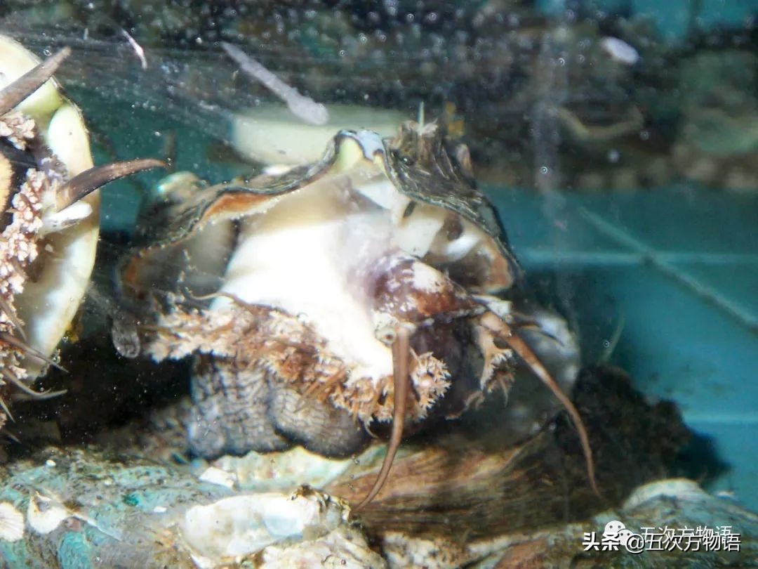 关于鲍鱼的科学知识,鲍鱼的知识和讲解