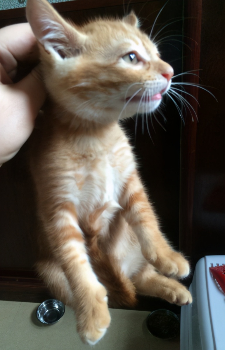 手把手教你挑选到性格超好的猫咪,怎么挑好猫的方法大全