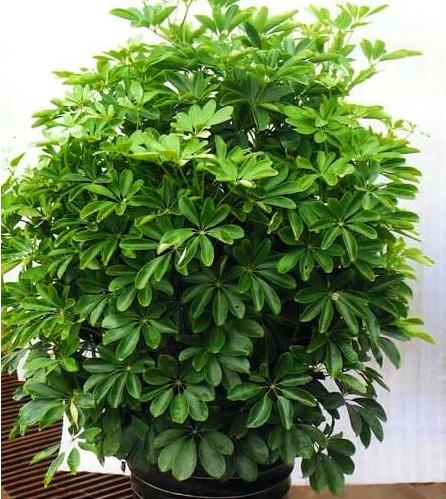 夏季天气炎热招财树老是叶子发黄,招财树叶子有点发黄怎么回事