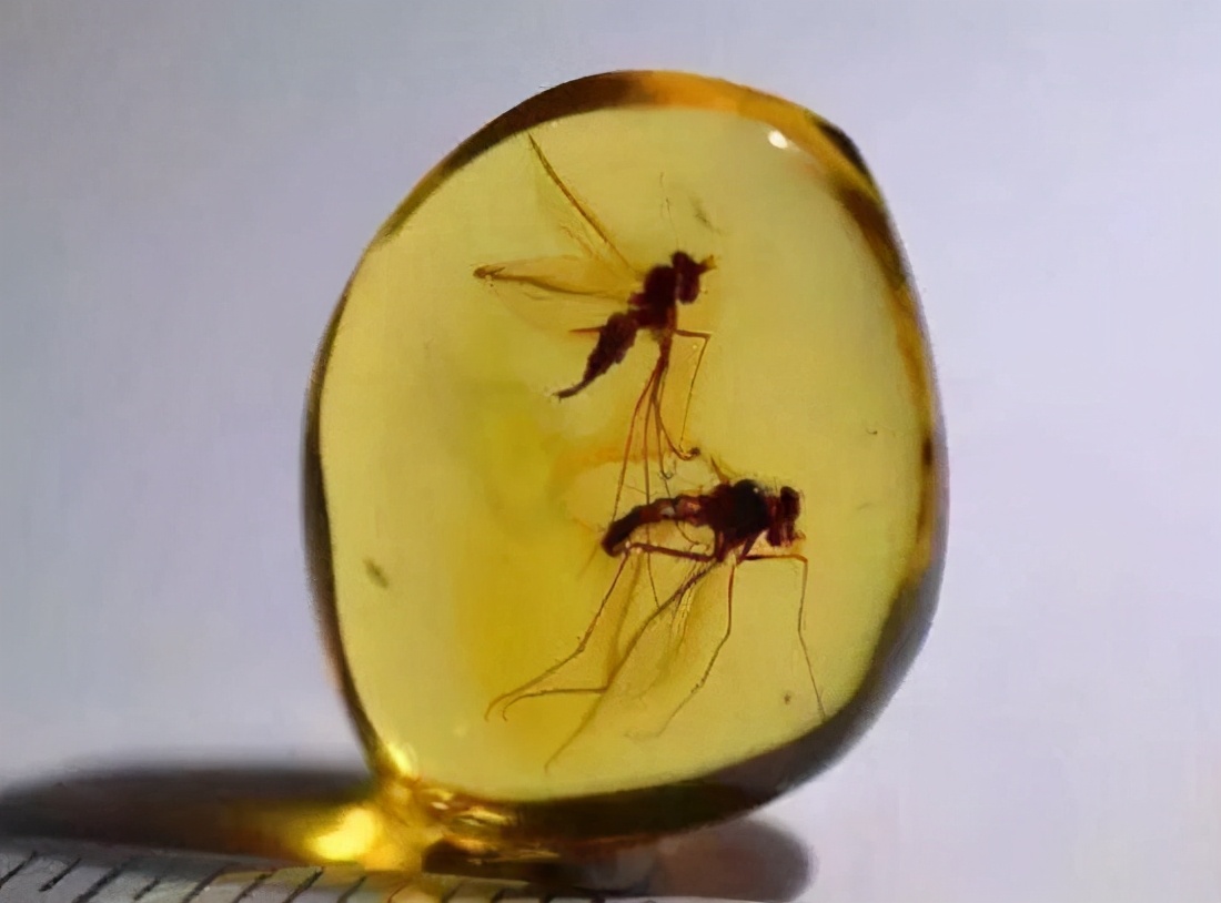 真假琥珀蜜蜡的鉴别,蜜蜡手串的种类及鉴别