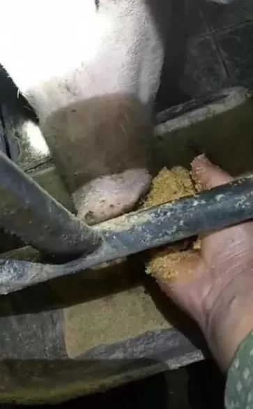 快看！非洲猪瘟终于找到有效的预防方案了，大户都是这样做的