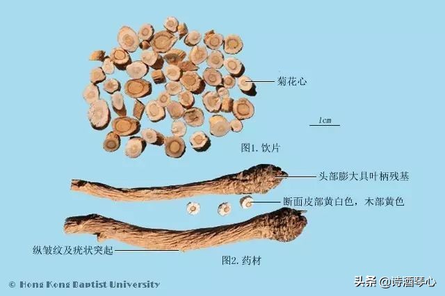 中药饮片板蓝根鉴别要点,抗病毒良药板蓝根