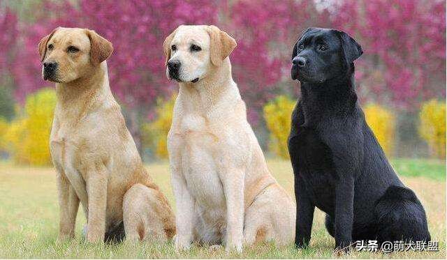 拉布拉多犬和边牧犬哪个比较好,拉布拉多犬多少钱一只比较合适