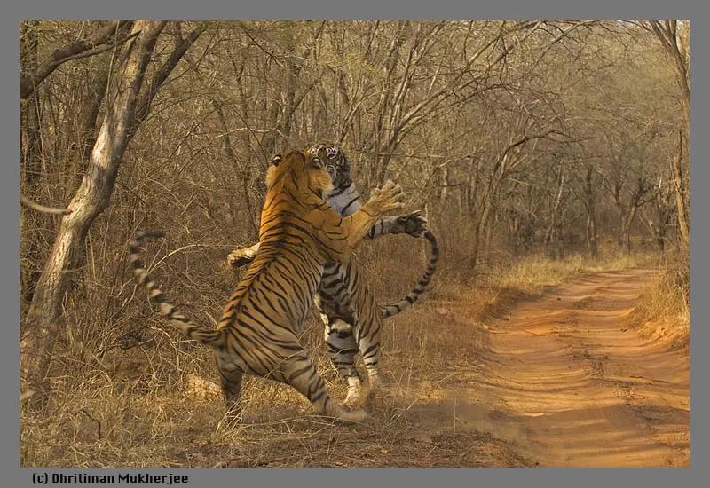 传奇虎王美元男:这只公虎两次作为“单亲奶爸”,养大了两窝虎崽