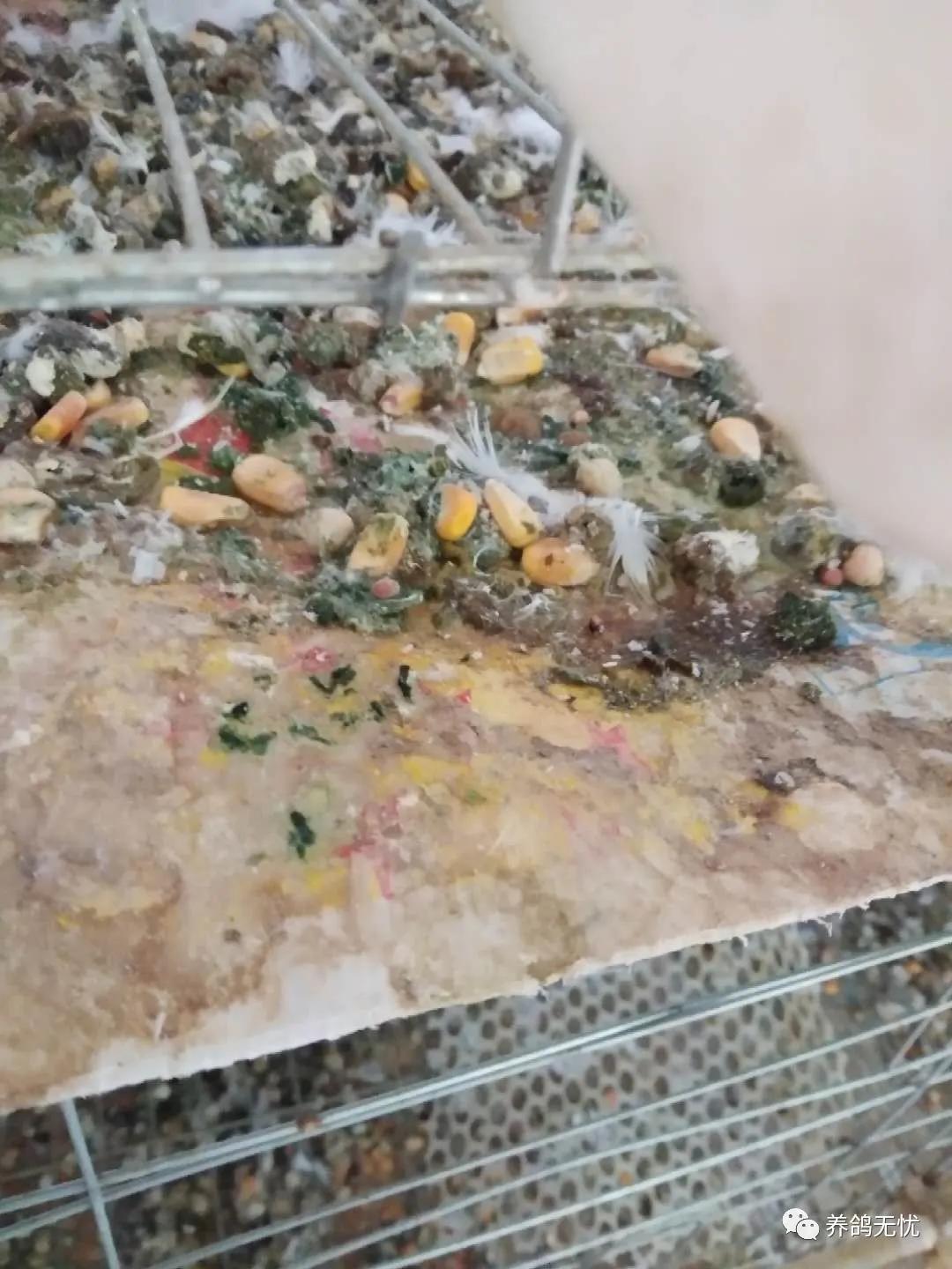 鸽子水便和绿便是怎么回事,鸽子消化停顿拉绿便怎么治