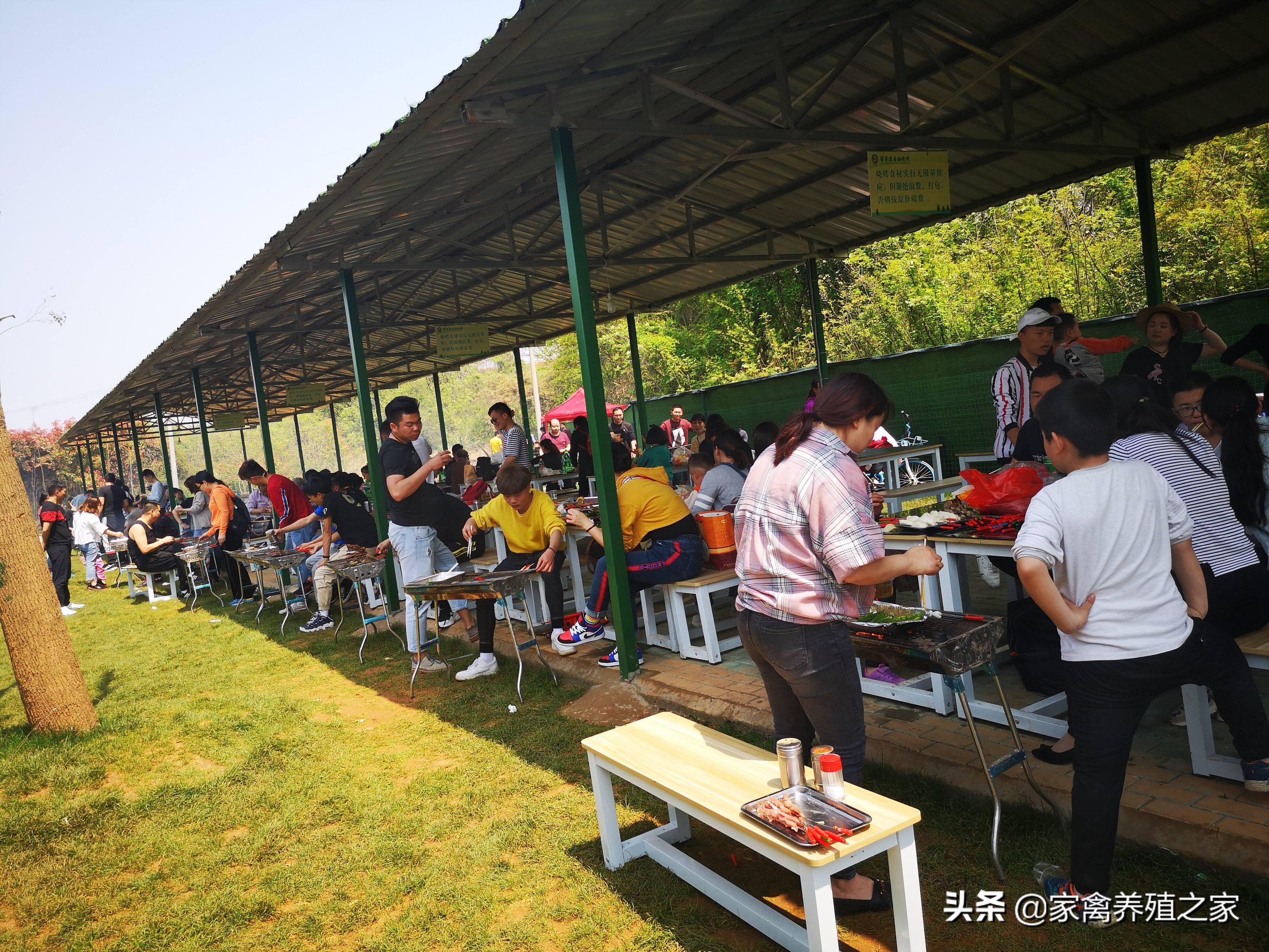 销售土鸡的正宗方法,卖一个土鸡一年赚多少钱