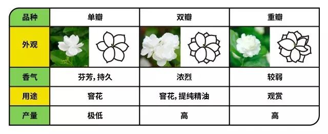 中茶的茉莉花茶叶怎么样,好茶的标准茉莉花茶