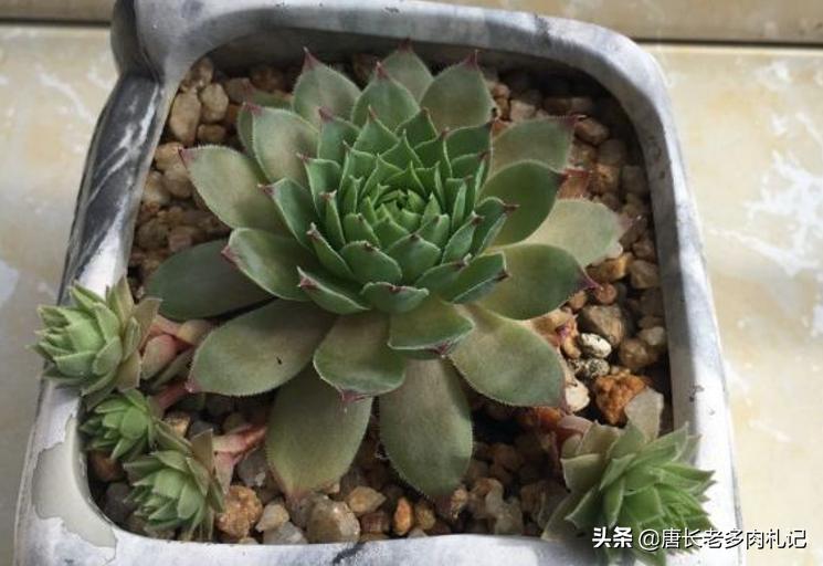 多肉乌木烂叶片怎么办,多肉移盆烂叶