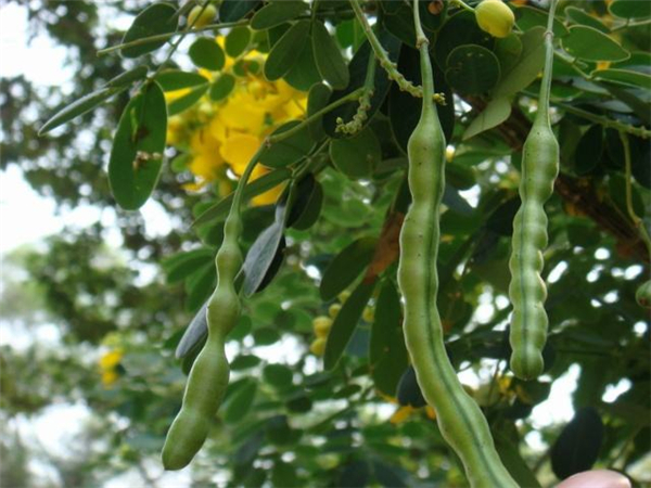 世界十大难吃食物排行榜,韩国最难吃的泡菜