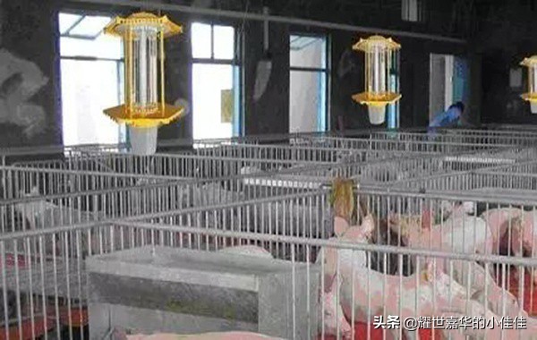 夏天家养猪怎样防病防蚊蝇叮咬,养猪防蚊蝇神器