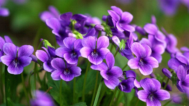 活血丹用什么土栽培,活血丹怎么种植