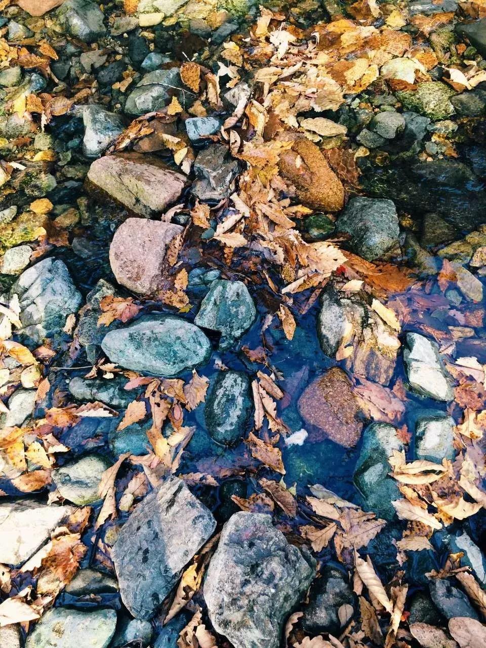 秋天来本溪赏枫叶,醉美枫叶季