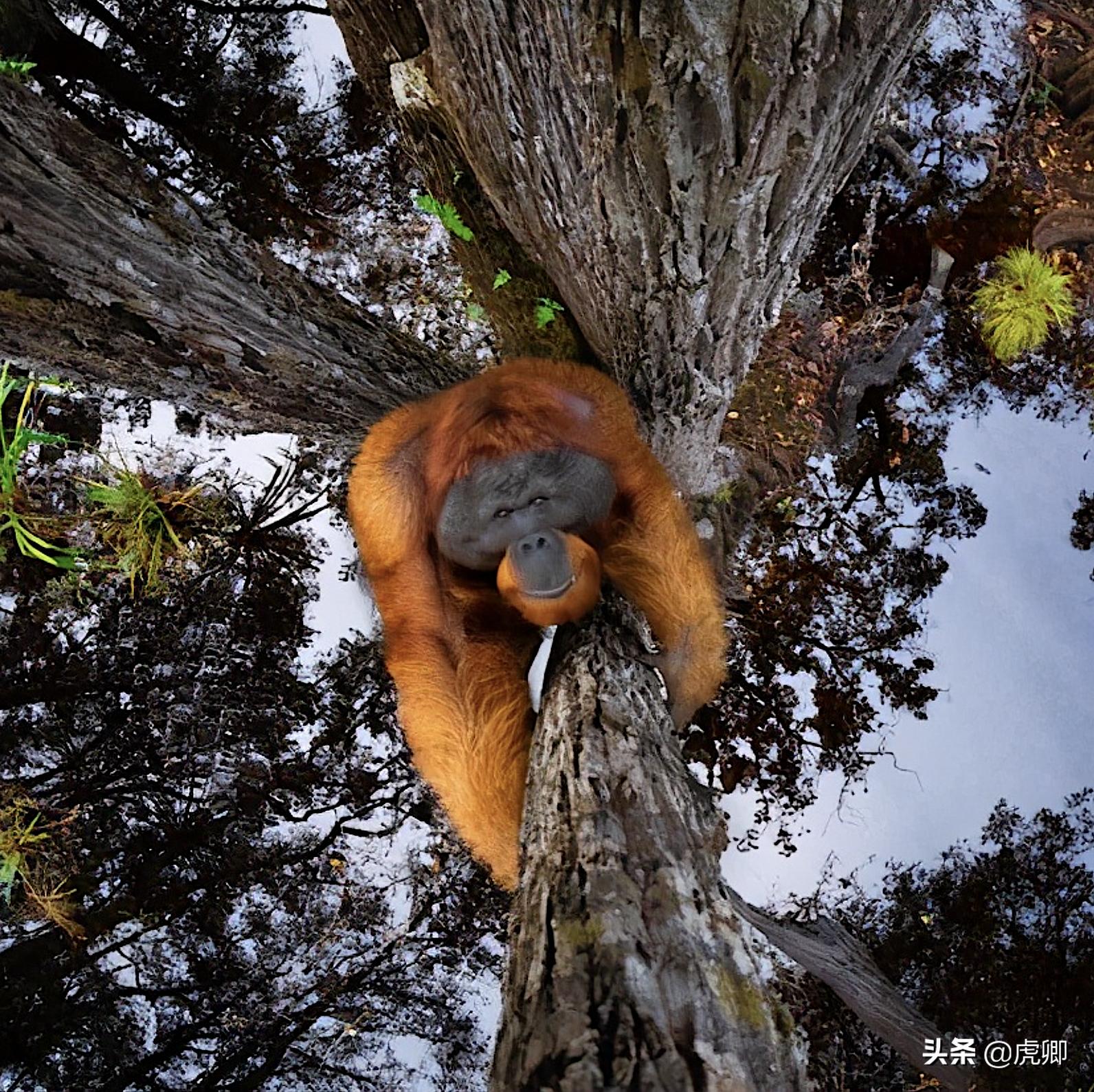 熊灵猫为何濒危?便便制成的咖啡售价500元一杯,受欧美绅士追捧