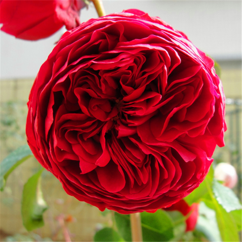 院子围墙边可以种植藤本月季吗,一面墙种两棵藤本月季可以吗