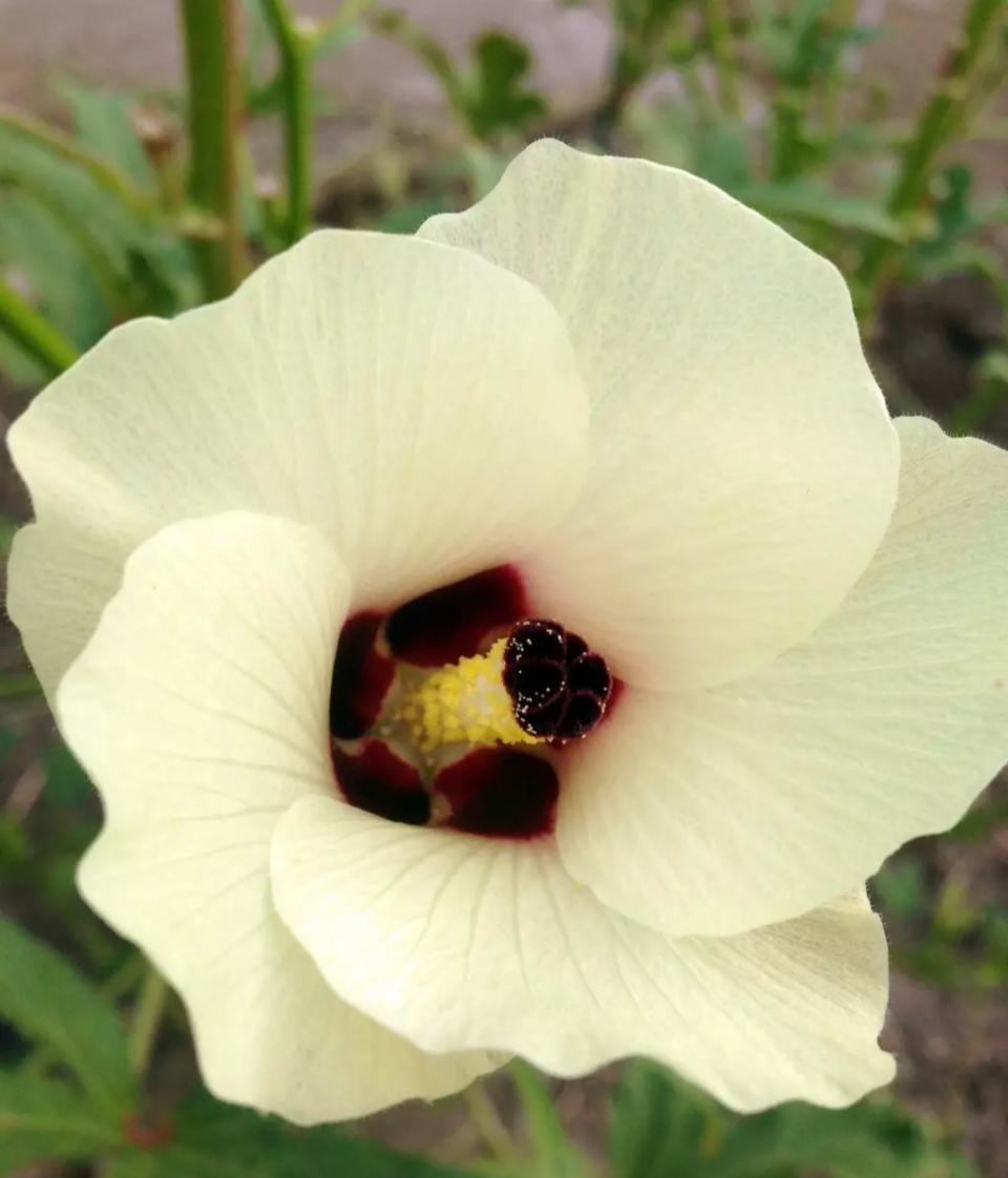 秋葵有伟哥的功效,秋葵为啥是植物伟哥