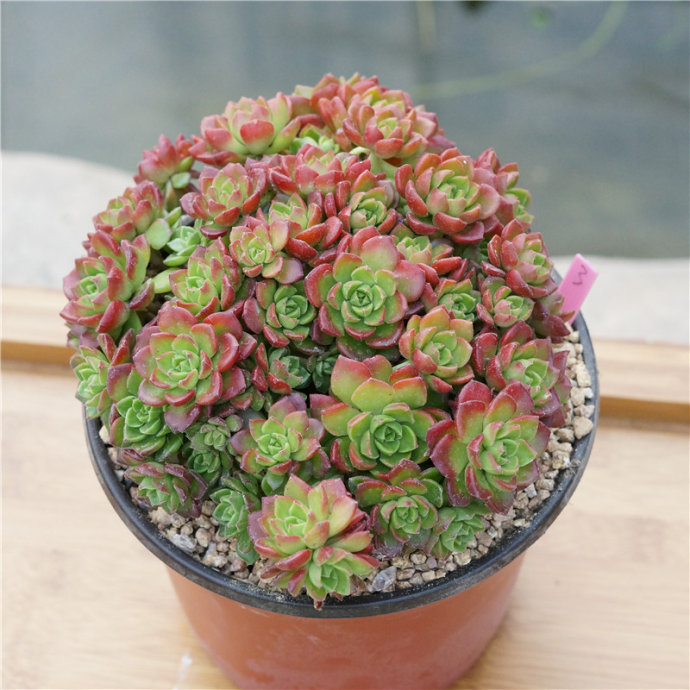 蒂亚怎样养才能变红,蒂亚夏季怎么养