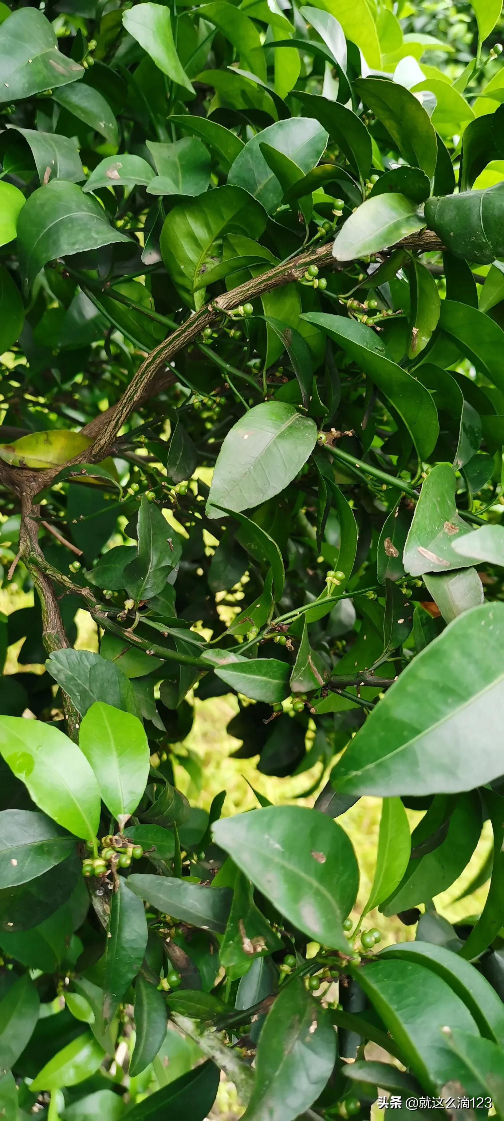 鍐滆嵂鎬庝箞杈ㄥ埆鐪熷亣,缃戣喘鍐滆嵂鎬庢牱杈ㄥ埆鐪熷亣