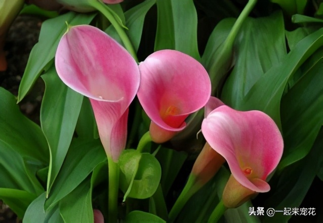 此花花色繁多有淡香味易养易成活,此花一年四季开花不断