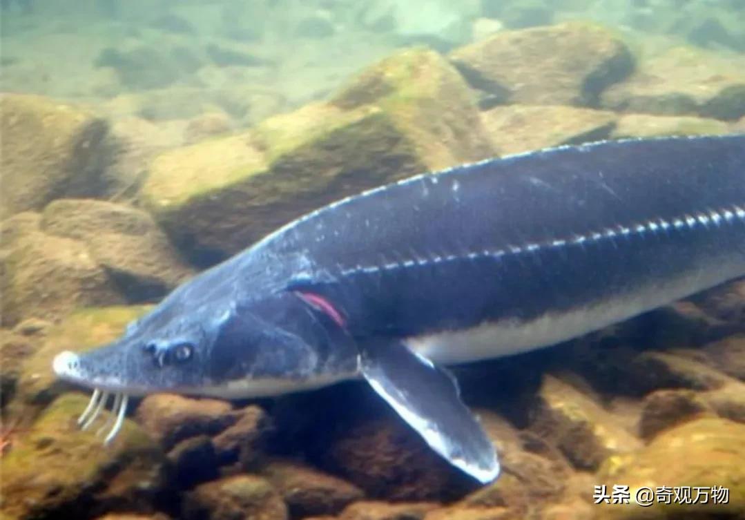 白化鲟鱼鱼子酱多少一条,鲟鱼鱼子酱值多少钱