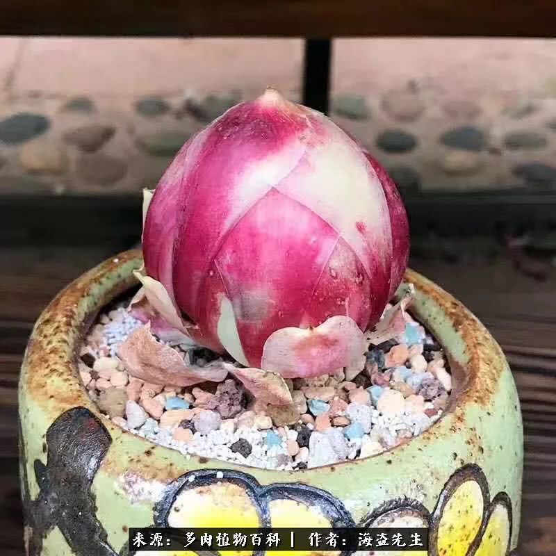 介绍多肉生长特点,多肉植物科普讲解图片视频