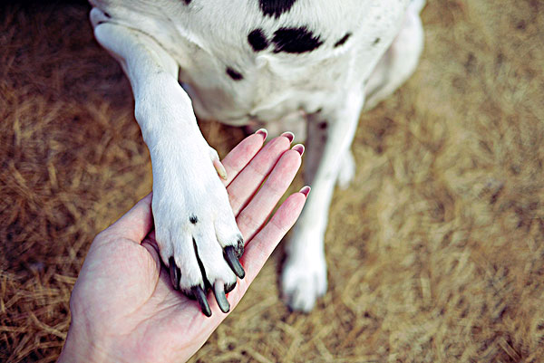 狗狗出门总沾上跳蚤怎么预防,狗狗出门爪子脏怎么解决