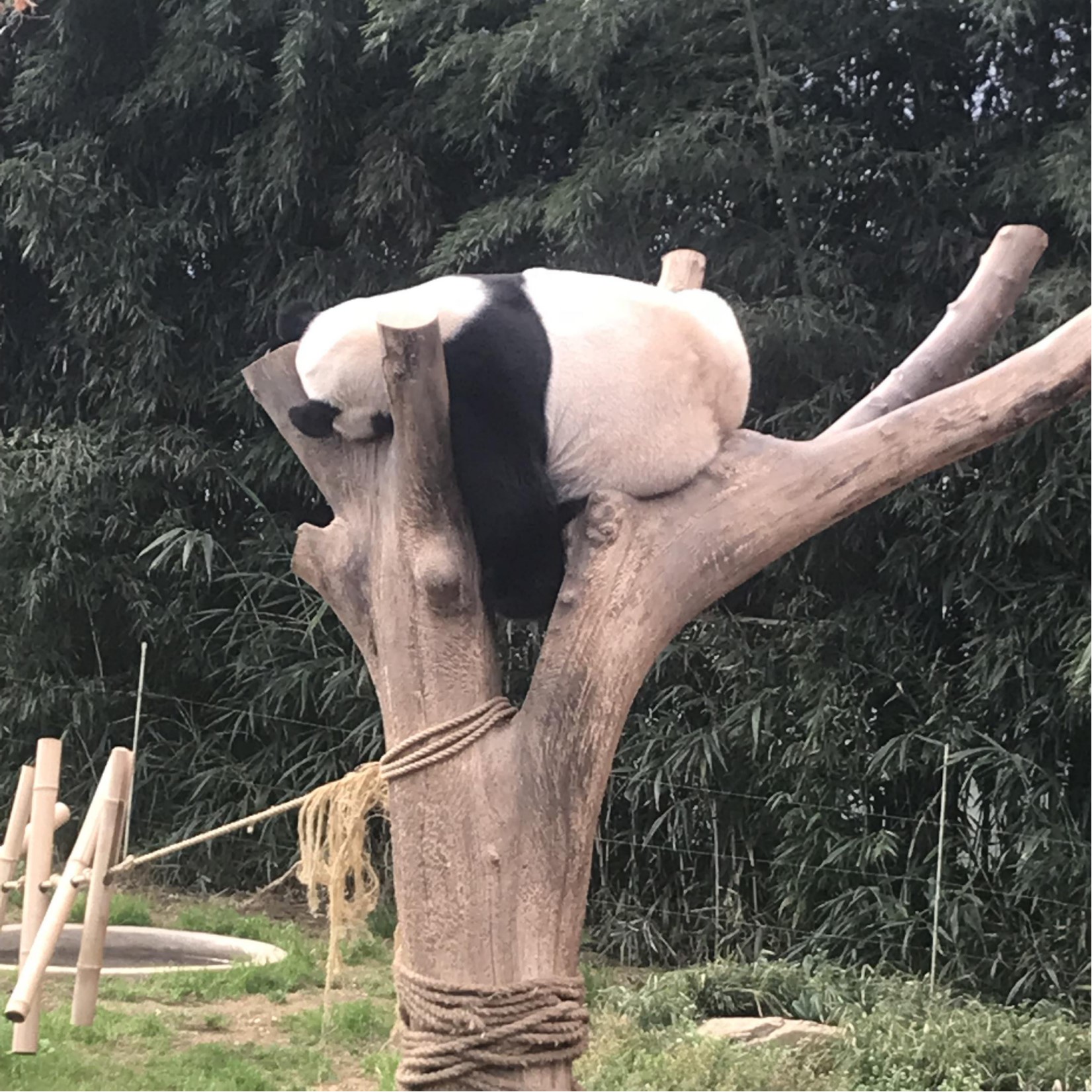 三星爱宝乐园面积,韩国爱宝乐园游乐园