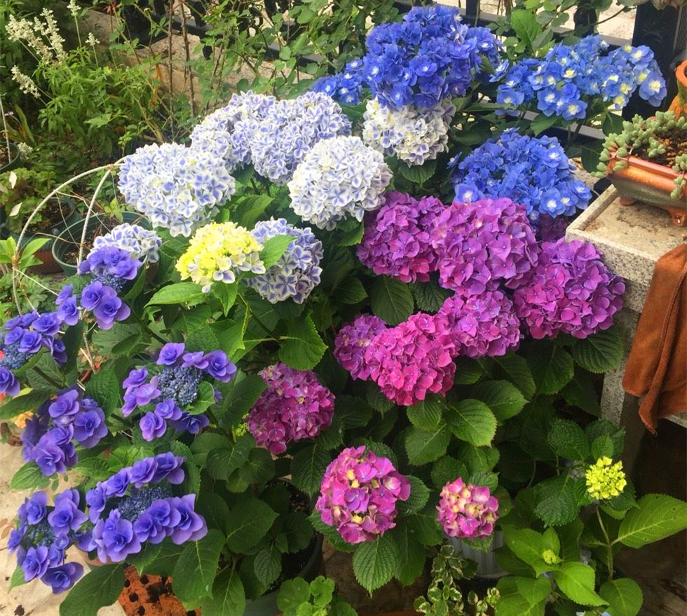 奇葩亲戚总来要花，每次都把开得最好看的花搬走，怎么办？