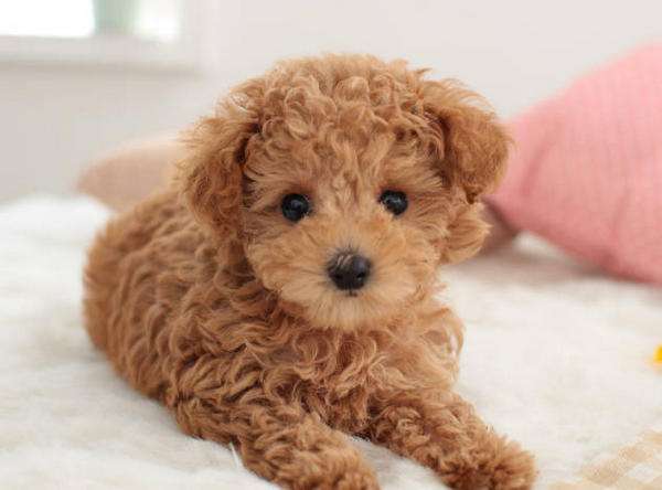 新手别养泰迪6大原因告诉你,为什么泰迪不建议养