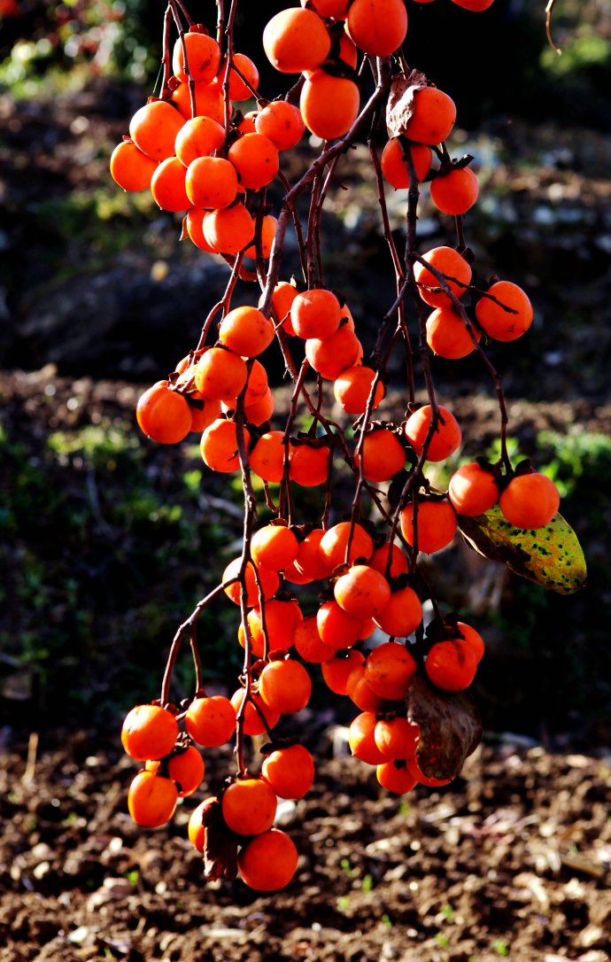 加油站赠送免费洗车靠谱吗,哪些私营加油站油品靠谱